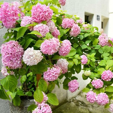 Apartment Cecilija سيني المظهر الخارجي الصورة
